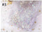 Nail Art Rhinestone Crystal #03 SS06-SS20 Mixed Size